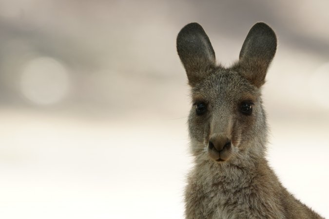 Aftermath of Australian Bushfires 2019-20