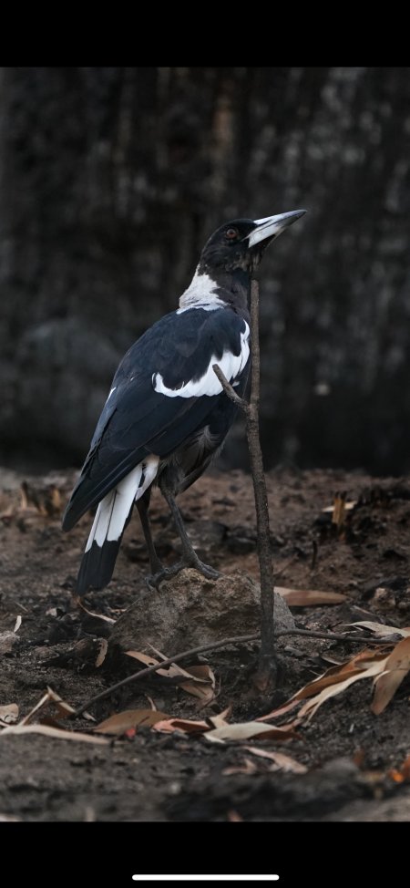 Aftermath of Australian Bushfires 2019-20