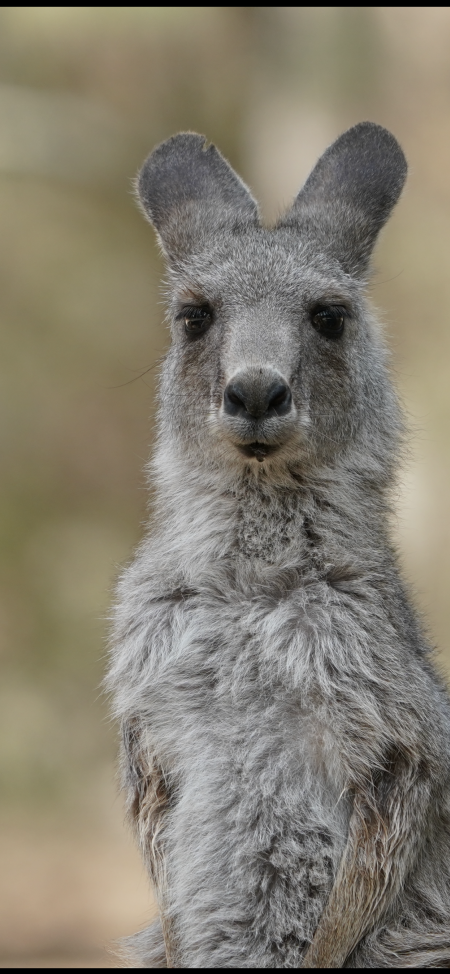 Aftermath of Australian Bushfires 2019-20