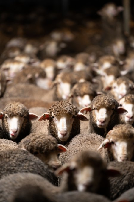 Sheep at Kaladbro Station feedlot