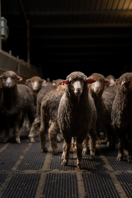 Sheep at Kaladbro Station feedlot