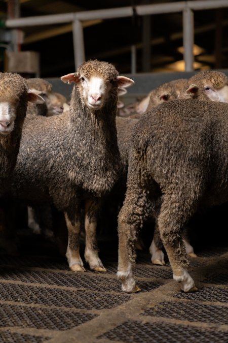 Sheep at Kaladbro Station feedlot