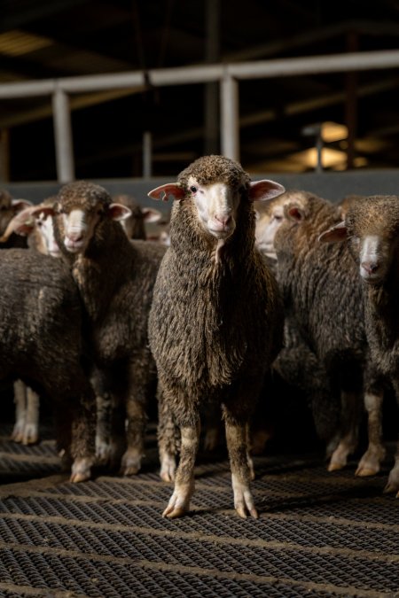 Sheep at Kaladbro Station feedlot