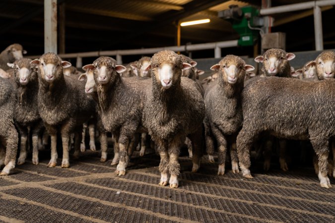 Sheep at Kaladbro Station feedlot