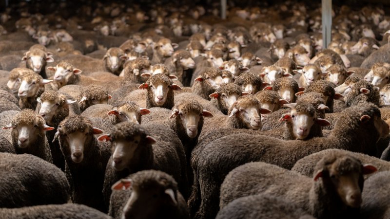 Sheep at Kaladbro Station feedlot