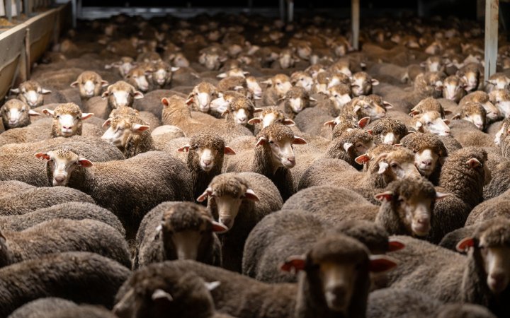 Sheep at Kaladbro Station feedlot