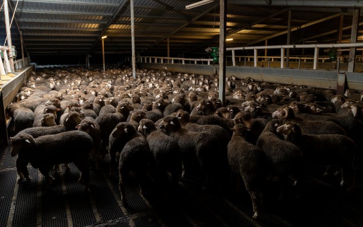 Sheep at Kaladbro Station feedlot