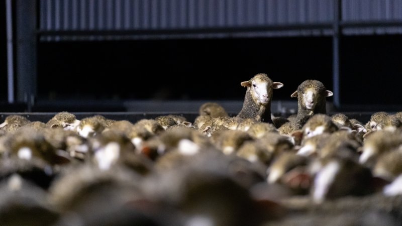 Sheep at Kaladbro Station feedlot