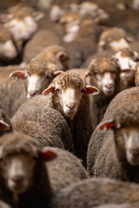 Sheep at Kaladbro Station feedlot