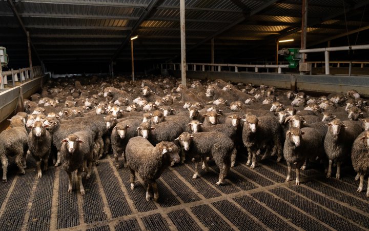 Sheep at Kaladbro Station feedlot