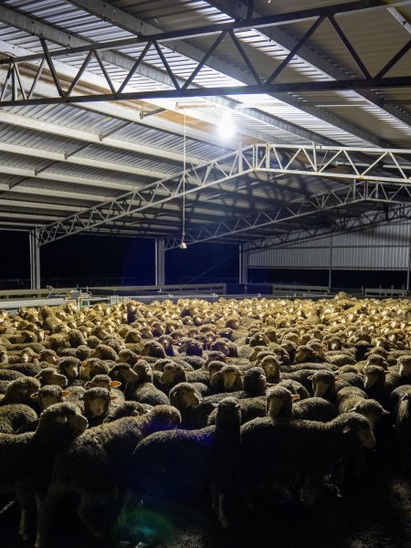 Sheep at Kaladbro Station feedlot