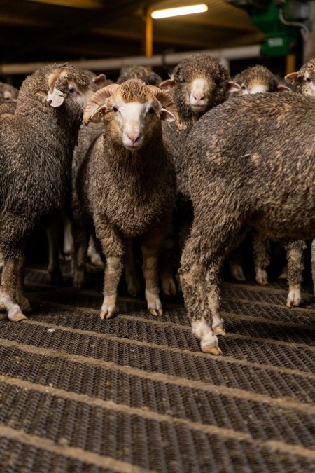 Sheep at Kaladbro Station feedlot