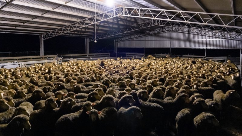 Sheep at Kaladbro Station feedlot