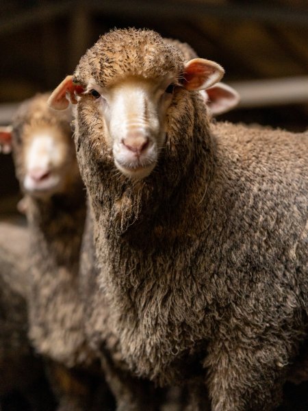 Sheep at Kaladbro Station feedlot