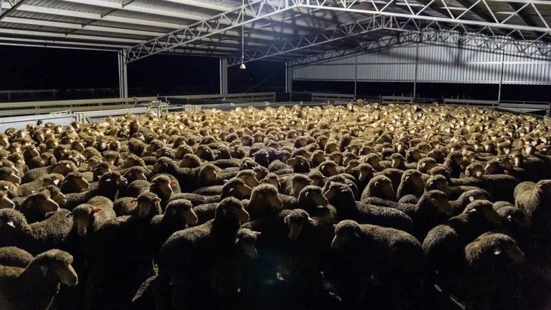 Sheep at Kaladbro Station feedlot