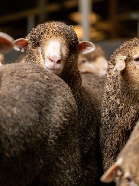 Sheep at Kaladbro Station feedlot