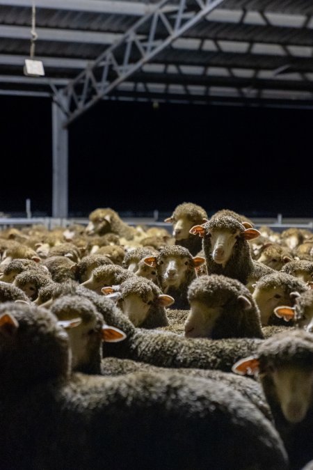 Sheep at Kaladbro Station feedlot