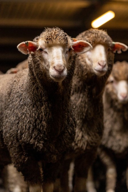 Sheep at Kaladbro Station feedlot