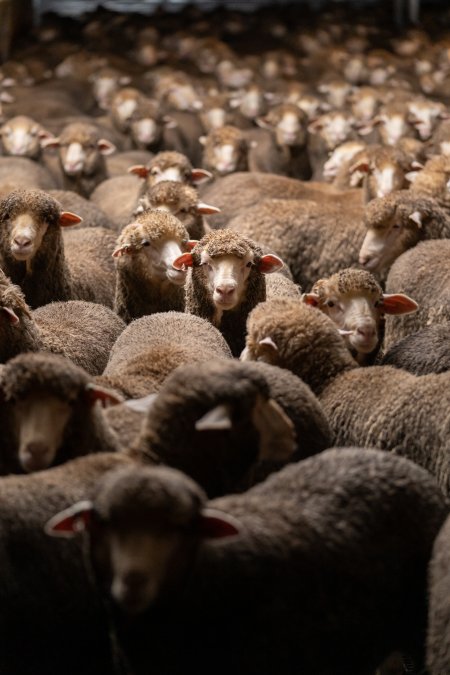 Sheep at Kaladbro Station feedlot