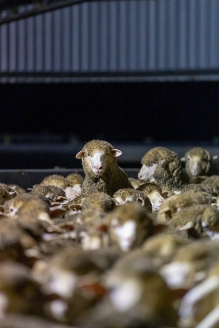 Sheep at Kaladbro Station feedlot