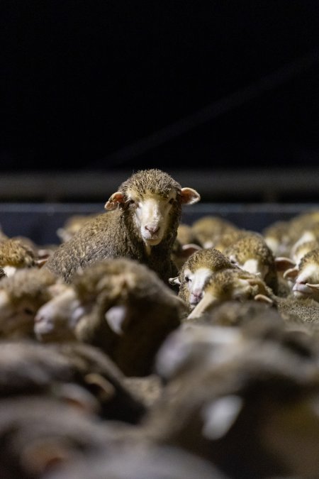 Sheep at Kaladbro Station feedlot