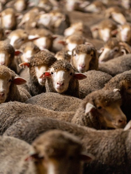 Sheep at Kaladbro Station feedlot