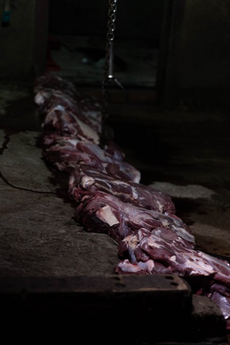 Blocks of meat laid out on kill floor