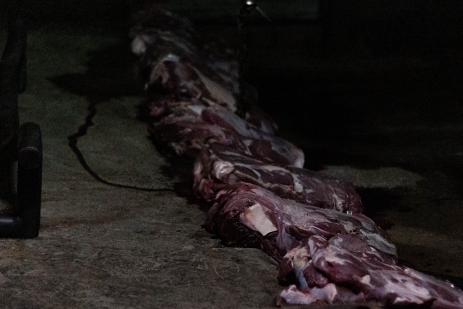 Blocks of meat laid out on kill floor