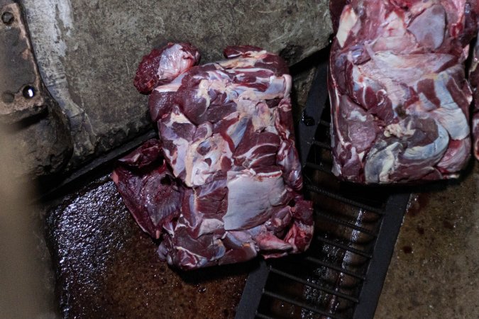 Blocks of meat laid out on kill floor