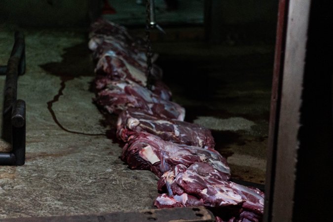 Blocks of meat laid out on kill floor