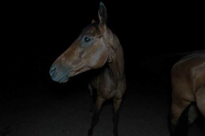 Horse in holding pen