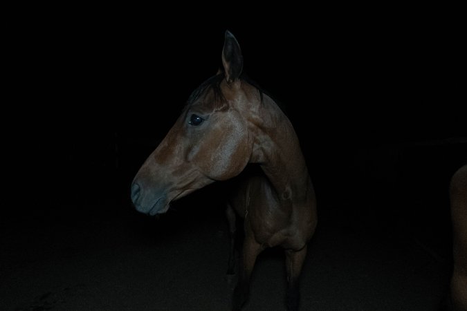 Horse in holding pen