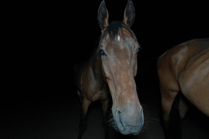 Horse in holding pen