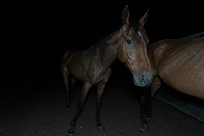 Horse in holding pen