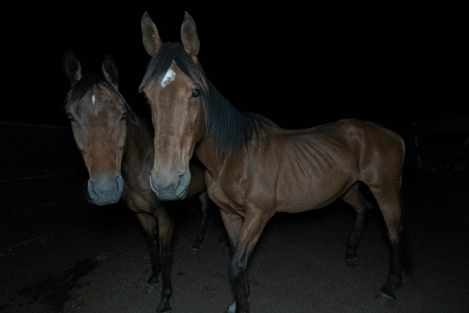 Horses in holding pen