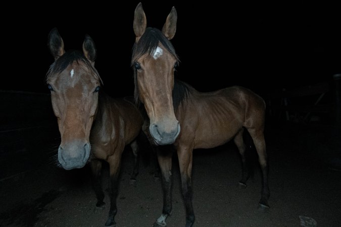 Horses in holding pen