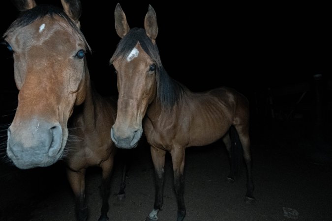 Horses in holding pen