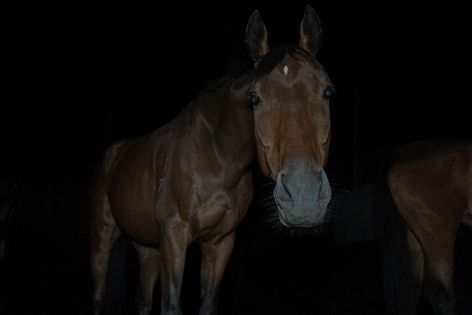 Horse in holding pen