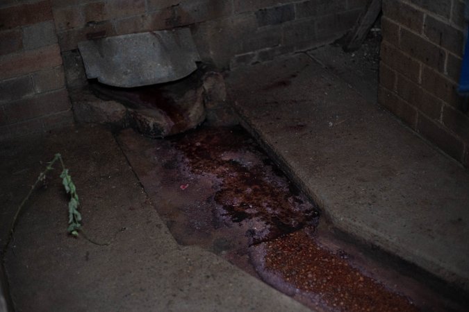 Blood draining outside kill floor