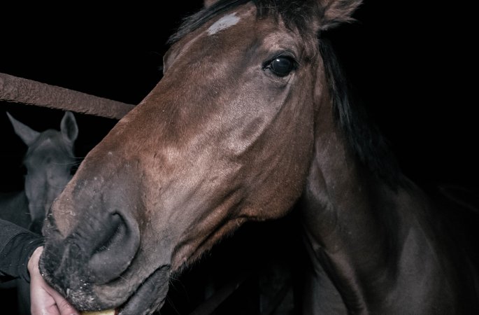 Horse in holding pen eating apple