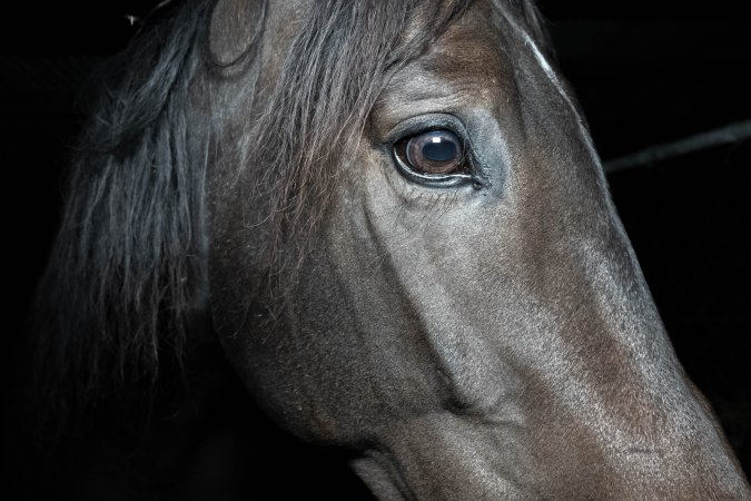 Horse in holding pen