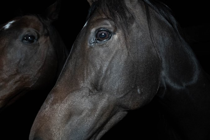 Horse in holding pen