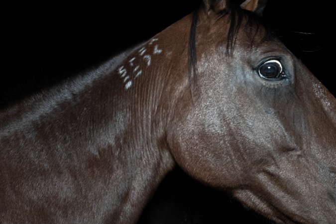 Standardbred horse in holding pen