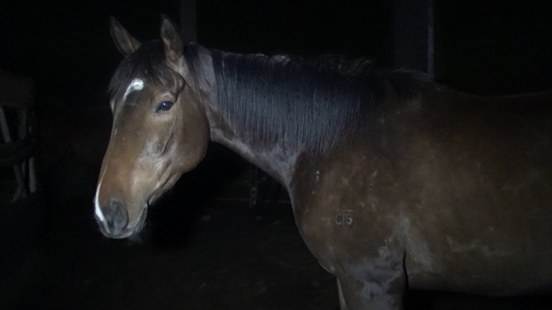 Ex-racehorse 'Perfectly Spun'