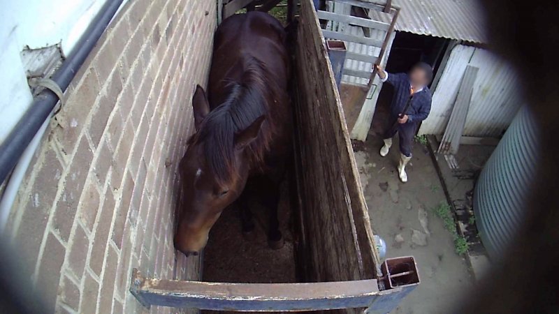 Ex-racehorse 'Unbuckled'