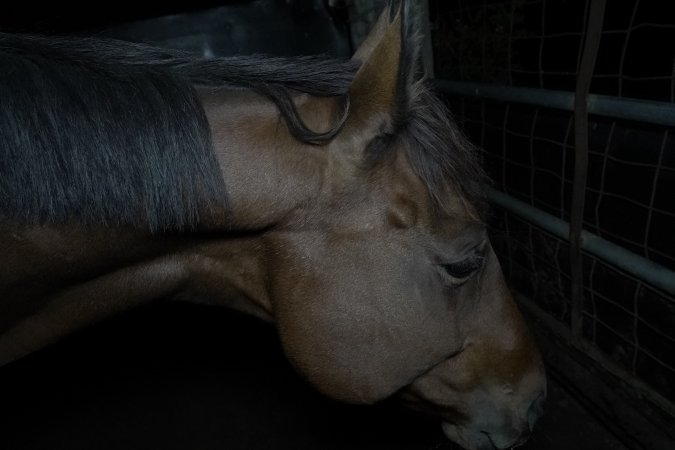 Horse in holding pen