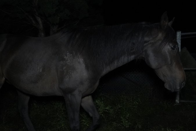 Horse in holding pen