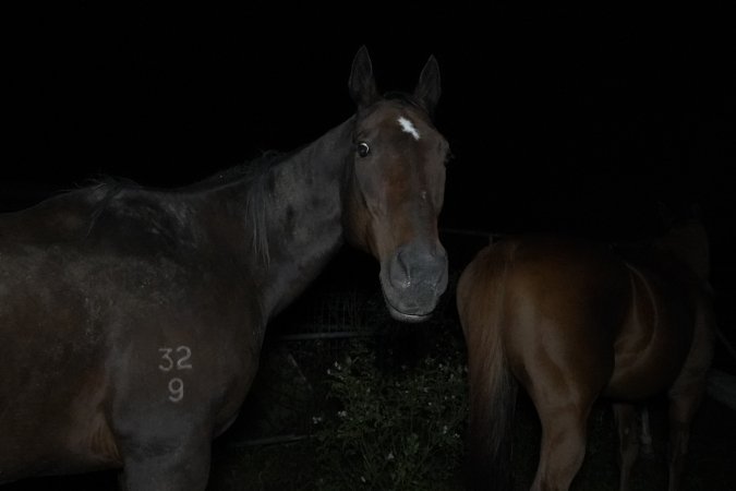 Horse in holding pen