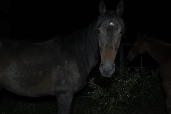 Horse in holding pen