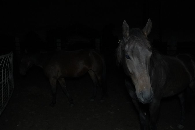 Horse in holding pen